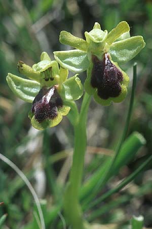 Ophrys blitopertha \ Käfer-Ragwurz / Blitopertha Beetle , Rhodos,  Kattavia 25.3.2005 