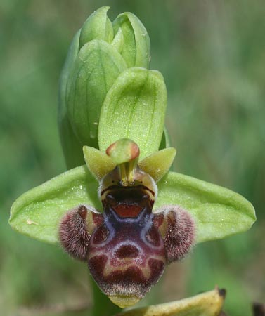 Ophrys bombyliflora x rhodia, Rhodos,  Kattavia 4.4.2013 (Photo: Helmut Presser)