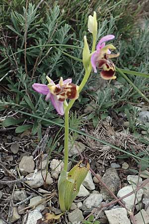 Ophrys calypsus \ Kalypso-Ragwurz / Calypso Bee Orchid, Rhodos,  Kattavia 1.4.2019 