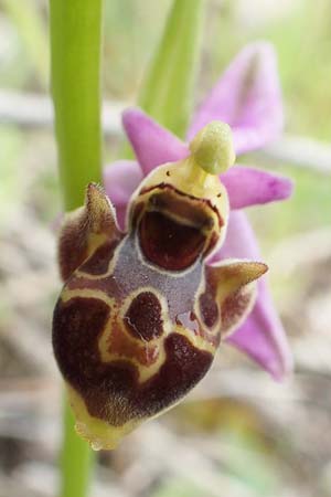 Ophrys calypsus \ Kalypso-Ragwurz / Calypso Bee Orchid, Rhodos,  Vati 5.4.2019 