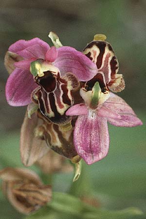 Ophrys calypsus \ Kalypso-Ragwurz / Calypso Bee Orchid, Rhodos,  Dimilia 29.4.1987 