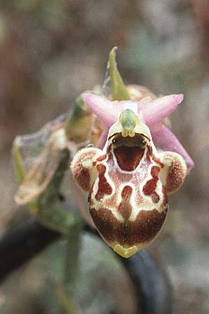 Ophrys calypsus \ Kalypso-Ragwurz / Calypso Bee Orchid, Rhodos,  Apolakkia 27.4.1987 