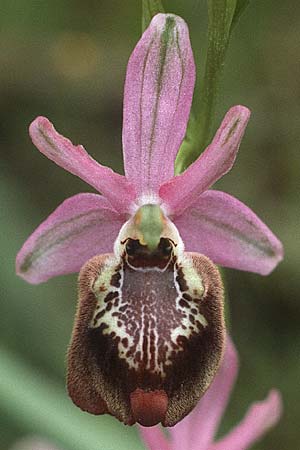Ophrys candica \ Weißglanz-Ragwurz / Candia Bee Orchid, Rhodos,  Dimilia 29.4.1987 