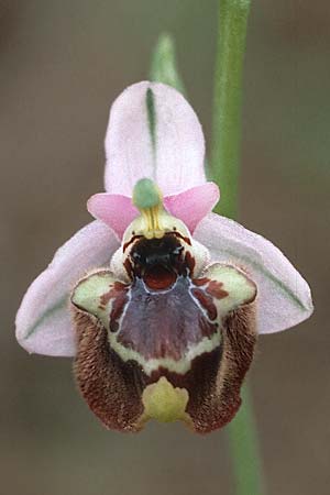 [click] Ophrys candica, Rhodos,  Laerma 1.5.1987 