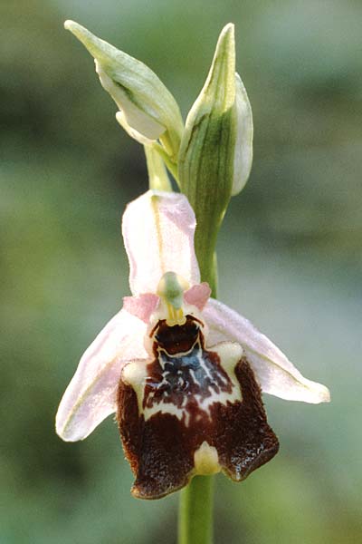 Ophrys candica \ Weißglanz-Ragwurz / Candia Bee Orchid, Rhodos,  Embona 2.5.1987 