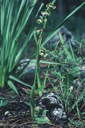 Ophrys cinereophila \ Kleinblütige Braune Ragwurz / Small-Flowered Dull Bee Orchid, Rhodos,  Profitis Ilias 3.5.1987 