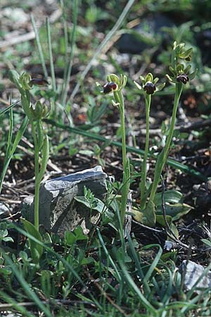 Ophrys cinereophila \ Kleinblütige Braune Ragwurz / Small-Flowered Dull Bee Orchid, Rhodos,  Lardos 19.3.2005 