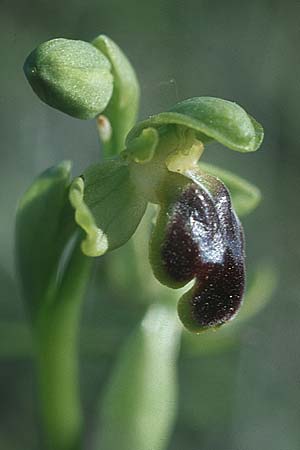 Ophrys cinereophila \ Kleinblütige Braune Ragwurz / Small-Flowered Dull Bee Orchid, Rhodos,  Lindos 22.3.2005 