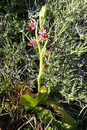 Ophrys cornutula \ Kleine Gehörnte Ragwurz / Small Ophrys, Rhodos,  Kattavia 26.3.2019 