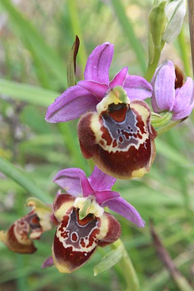 Ophrys colossaea \ Hummel-Ragwurz / Late Spider Orchid, Rhodos,  Haraki 30.4.2009 (Photo: Jan & Liesbeth Essink)