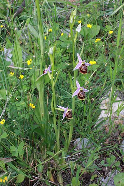 Ophrys colossaea \ Hummel-Ragwurz / Late Spider Orchid, Rhodos,  Massari 20.4.2009 (Photo: Jan & Liesbeth Essink)