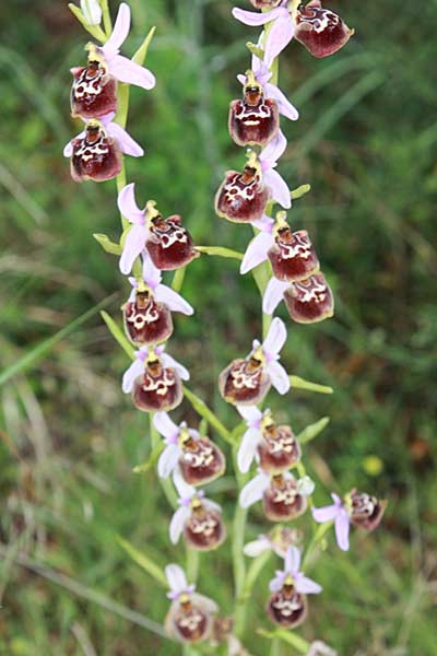 Ophrys colossaea \ Hummel-Ragwurz, Rhodos,  Melonas 29.4.2009 (Photo: Jan & Liesbeth Essink)