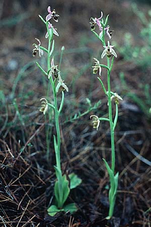 Ophrys oestrifera s.l. \ Gehörnte Ragwurz / Horsefly , Rhodos,  Laerma 1.5.1987 
