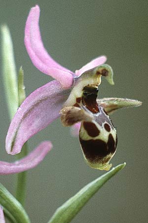 Ophrys oestrifera s.l. \ Gehörnte Ragwurz / Horsefly , Rhodos,  Laerma 1.5.1987 