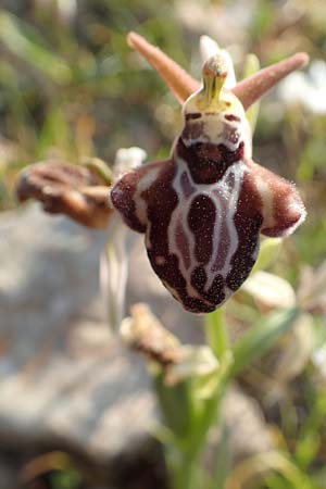 Ophrys cretica subsp. beloniae \ Naxos-Ragwurz / Naxos Bee Orchid, Rhodos,  Kattavia 26.3.2019 