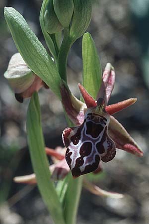 Ophrys cretica subsp. beloniae \ Naxos-Ragwurz / Naxos Bee Orchid, Rhodos,  Kattavia 23.3.2005 