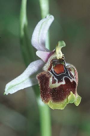 Ophrys candica x heterochila, Rhodos,  Apollona 24.3.2005 