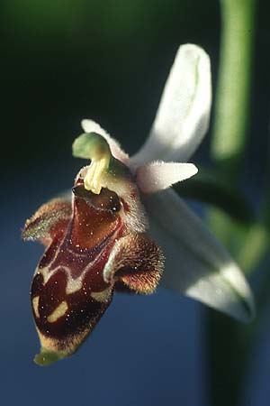 Ophrys heterochila \ Verschiedenlippige Ragwurz / Various-Lip Bee Orchid, Rhodos,  Apollona 24.3.2005 