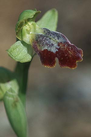 Ophrys eptapigiensis \ Sieben-Quellen-Ragwurz / Seven-Sources Bee Orchid, Rhodos,  Epta Piges 20.3.2005 