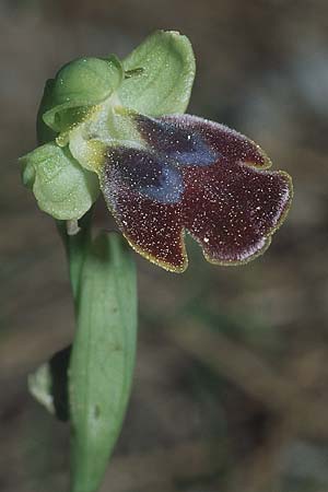 Ophrys eptapigiensis \ Sieben-Quellen-Ragwurz / Seven-Sources Bee Orchid, Rhodos,  Archipoli 22.3.2005 