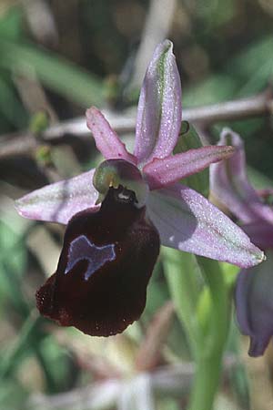 Ophrys ferrum-equinum \ Hufeisen-Ragwurz, Rhodos,  Lardos 19.3.2005 