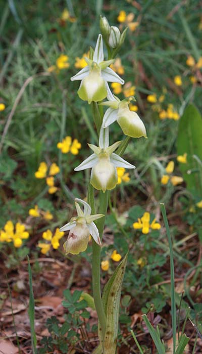 Ophrys ferrum-equinum farbvariante_color-variant \ Hufeisen-Ragwurz / Horseshoe Orchid, Rhodos,  Agios Isidoros 6.4.2009 (Photo: Jan & Liesbeth Essink)