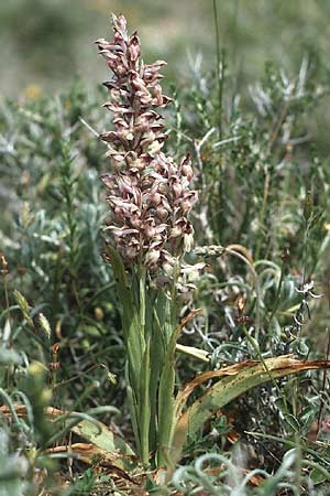 Anacamptis coriophora subsp. fragrans \ Wohlriechendes Knabenkraut / Fragrant Orchid, Rhodos,  Apolakkia 27.4.1987 