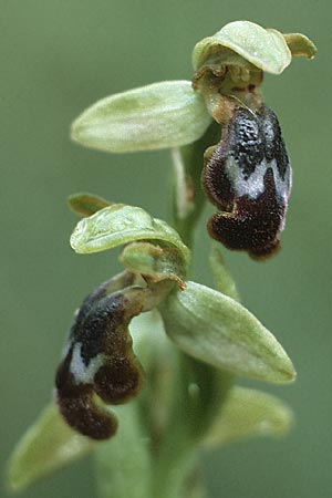 Ophrys eptapigiensis \ Sieben-Quellen-Ragwurz / Seven-Sources Bee Orchid (?), Rhodos,  Laerma 1.5.1987 