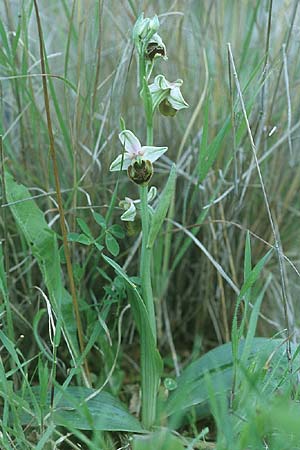 Ophrys oreas \ Oreaden-Ragwurz / Oreades Orchid, Rhodos,  Kallithea Terme 20.3.2005 