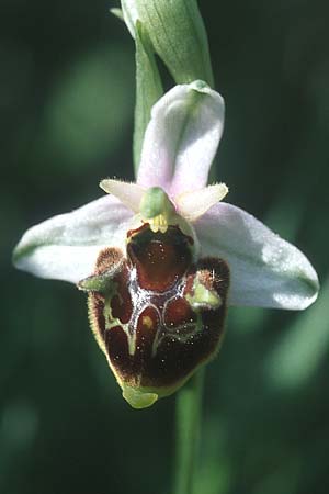 Ophrys oreas \ Oreaden-Ragwurz, Rhodos,  Kallithea Terme 22.3.2005 