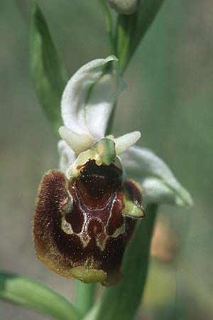 Ophrys oreas \ Oreaden-Ragwurz / Oreades Orchid, Rhodos,  Kallithea Terme 22.3.2005 