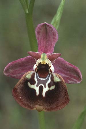 Ophrys halia \ Halia-Ragwurz / Halia Bee Orchid, Rhodos,  Dimilia 29.4.1987 