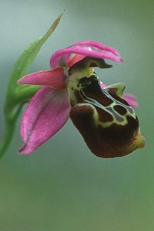 Ophrys halia \ Halia-Ragwurz, Rhodos,  Akramitis 14.5.1991 