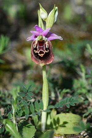 Ophrys halia \ Halia-Ragwurz / Halia Bee Orchid, Rhodos,  Laerma 5.4.2013 (Photo: Helmut Presser)