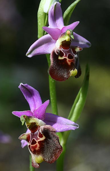 Ophrys halia \ Halia-Ragwurz / Halia Bee Orchid, Rhodos,  Laerma 5.4.2013 (Photo: Helmut Presser)