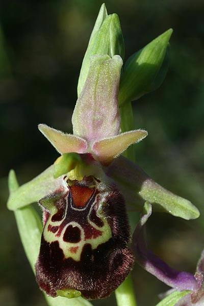 Ophrys halia \ Halia-Ragwurz / Halia Bee Orchid, Rhodos,  Laerma 5.4.2013 (Photo: Helmut Presser)