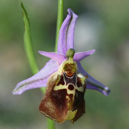 Ophrys halia \ Halia-Ragwurz / Halia Bee Orchid, Rhodos,  Messanagros 2.4.2013 (Photo: Helmut Presser)