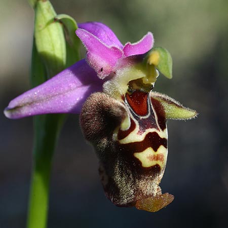 Ophrys halia \ Halia-Ragwurz / Halia Bee Orchid, Rhodos,  Messanagros 2.4.2013 (Photo: Helmut Presser)