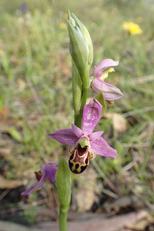 Ophrys heldreichii \ Heldreichs Ragwurz / Heldreich's Orchid, Rhodos,  Lardos 3.4.2019 