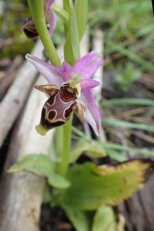 Ophrys heldreichii \ Heldreichs Ragwurz, Rhodos,  Lardos 3.4.2019 