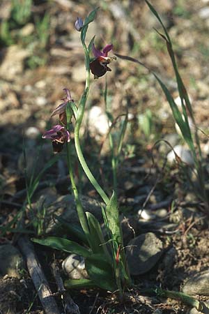 Ophrys calypsus \ Kalypso-Ragwurz / Calypso Bee Orchid, Rhodos,  Lardos 23.3.2005 
