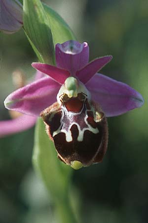 Ophrys calypsus \ Kalypso-Ragwurz / Calypso Bee Orchid, Rhodos,  Kattavia 25.3.2005 