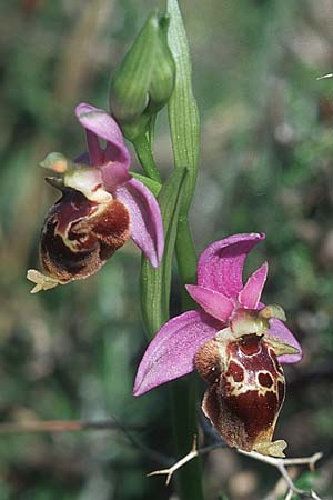 Ophrys heldreichii \ Heldreichs Ragwurz / Heldreich's Orchid, Rhodos,  Lindos 22.3.2005 