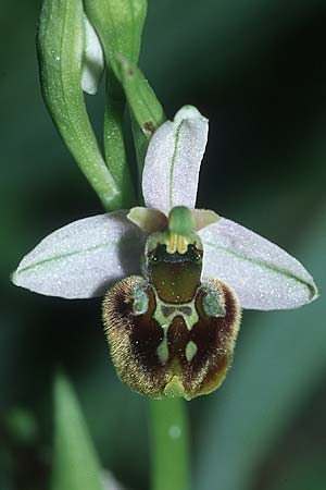 Ophrys oreas \ Oreaden-Ragwurz / Oreades Orchid, Rhodos,  Profitis Ilias 25.3.2005 