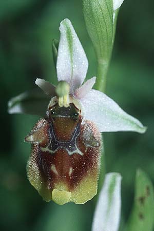 Ophrys oreas \ Oreaden-Ragwurz, Rhodos,  Profitis Ilias 25.3.2005 