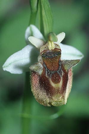 Ophrys oreas \ Oreaden-Ragwurz / Oreades Orchid, Rhodos,  Profitis Ilias 25.3.2005 