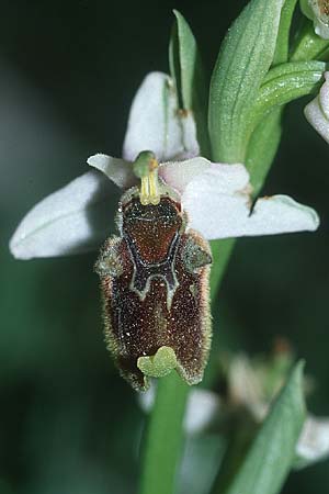 Ophrys oreas \ Oreaden-Ragwurz, Rhodos,  Profitis Ilias 25.3.2005 