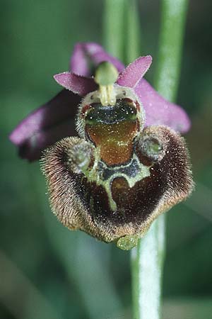 Ophrys oreas \ Oreaden-Ragwurz / Oreades Orchid, Rhodos,  Profitis Ilias 25.3.2005 