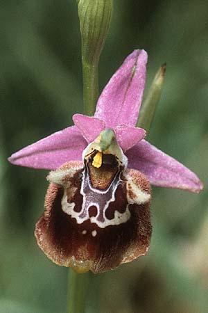 Ophrys colossaea \ Hummel-Ragwurz / Late Spider Orchid, Rhodos,  Dimilia 28.4.1987 