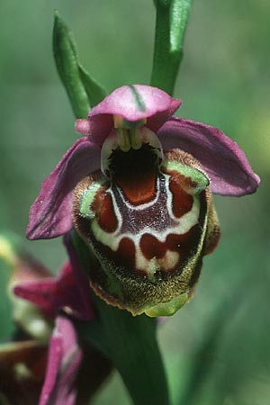 Ophrys colossaea \ Hummel-Ragwurz / Late Spider Orchid, Rhodos,  Philerimos 5.5.1987 